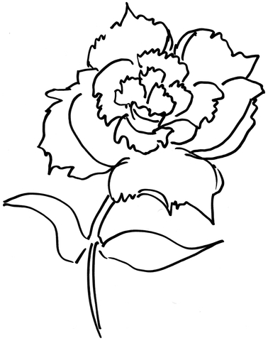 Dianthus Flower  Coloring Page